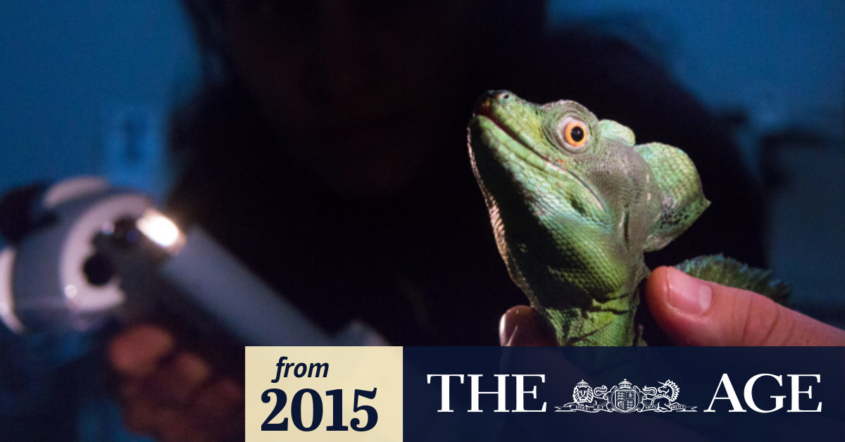 Animal Eye Care at Melbourne Zoo